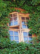 Window Ivy Green