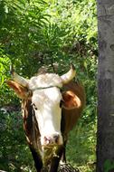 Cow Ox in Jungle