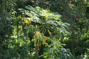 green Papaya Jungle Paraguay in South America