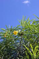 flowering bush on a sunny day