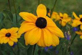 incredibly beautiful Yellow Flowers Poppy
