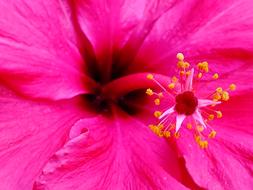 incredibly beautiful Flowers Purple