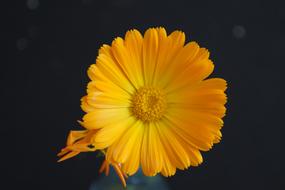 extraordinarily beautiful Flower Yellow Close