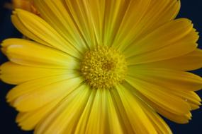 fabulous Flower Yellow Close up