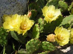Flower Yellow Prickly