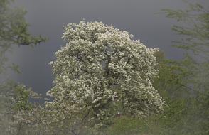 fabulous Pear Tree Blossom
