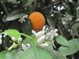 Orange Blossoms
