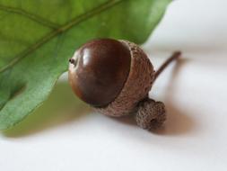 brown Acorn at Autumn