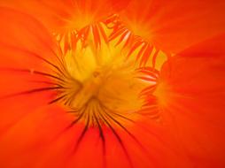 Nasturtium Orange