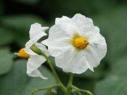 Potato Blossom White Green