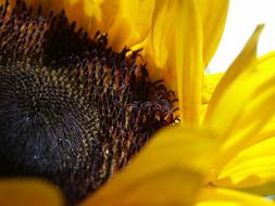 Sunflower Yellow