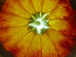 orange slice in mineral water