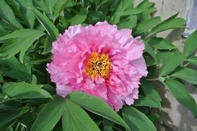 perfect Flower Pink Spring