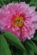 open fluffy pink peony, flower close up