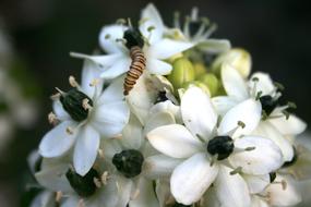 brown striped caterpillar on white flower, close-up