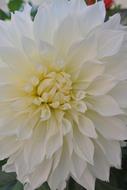 wonderful White Dahlia