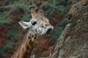 portrait of Giraffe tongue