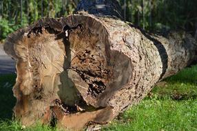 Cut Out Brown wood