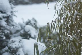 Beautiful landscape with the bamboo and other plants in snow, in the winter