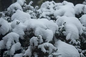 snow-covered branches close-up