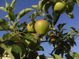 Apple Tree leaves