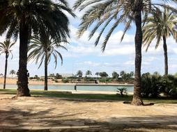 Mallorca Spain Palm Trees