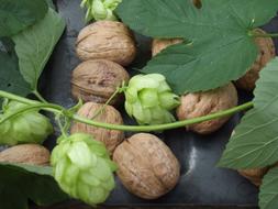 Close-up of the beautiful, brown walnuts, green hops and leaves