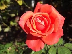 fabulous Rose Flower