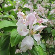 white green Apple Blossom