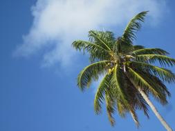 palm tree with green leaves on a tropical island