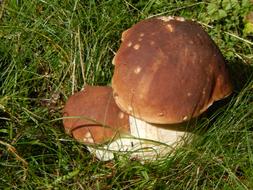 Mushrooms Boletus in grass
