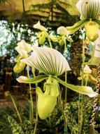 incredibly beautiful white Orchid Flower