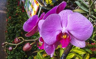 perfect Orchid Flower in the garden close-up