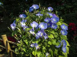 perfect Flower Ranke