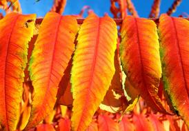 bright orange leaves of rhus tree