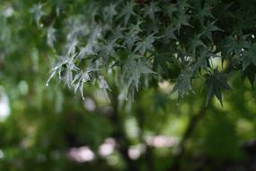 green Leaves of japanese Maple at blur background