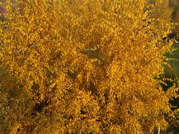 Yellow Autumn Tree leaves