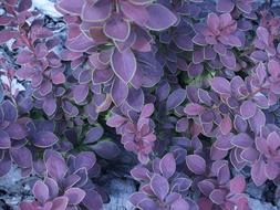 Red Barberry Bush leaves