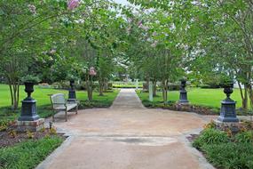 Trees in Garden Path