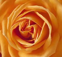 lush orange rose close up