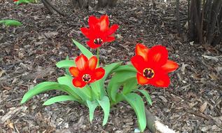 four red tulips growing in garden
