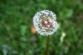 Dandelion