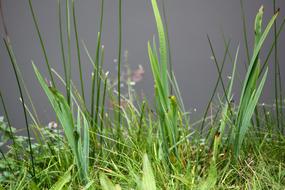 green grass on the shore near the lake in spring