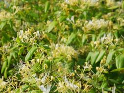 wonderful Honeysuckle Vine Flower