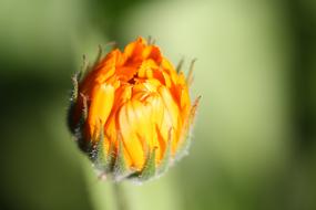 orange color Flower bud at green background