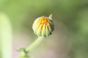 closed orange spring bud