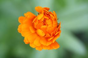 orange Flower at blur green background