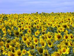 Sunflower Wind