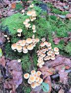 Mushrooms Sponge Tree Stump