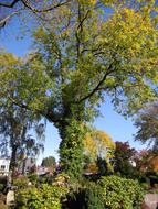 green trees in the cemetery on a sunny day